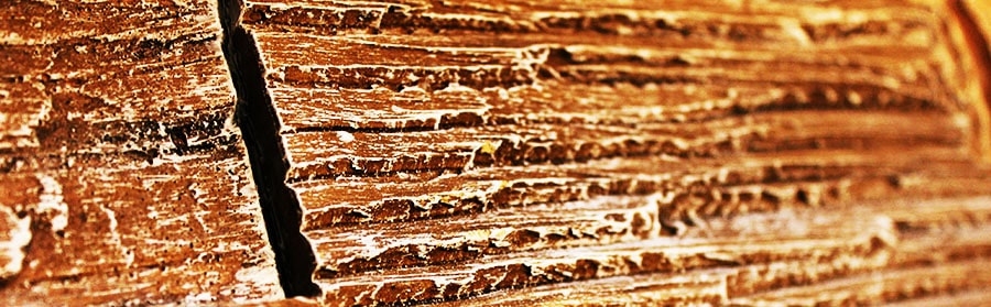 EFEKT ASH WOOD